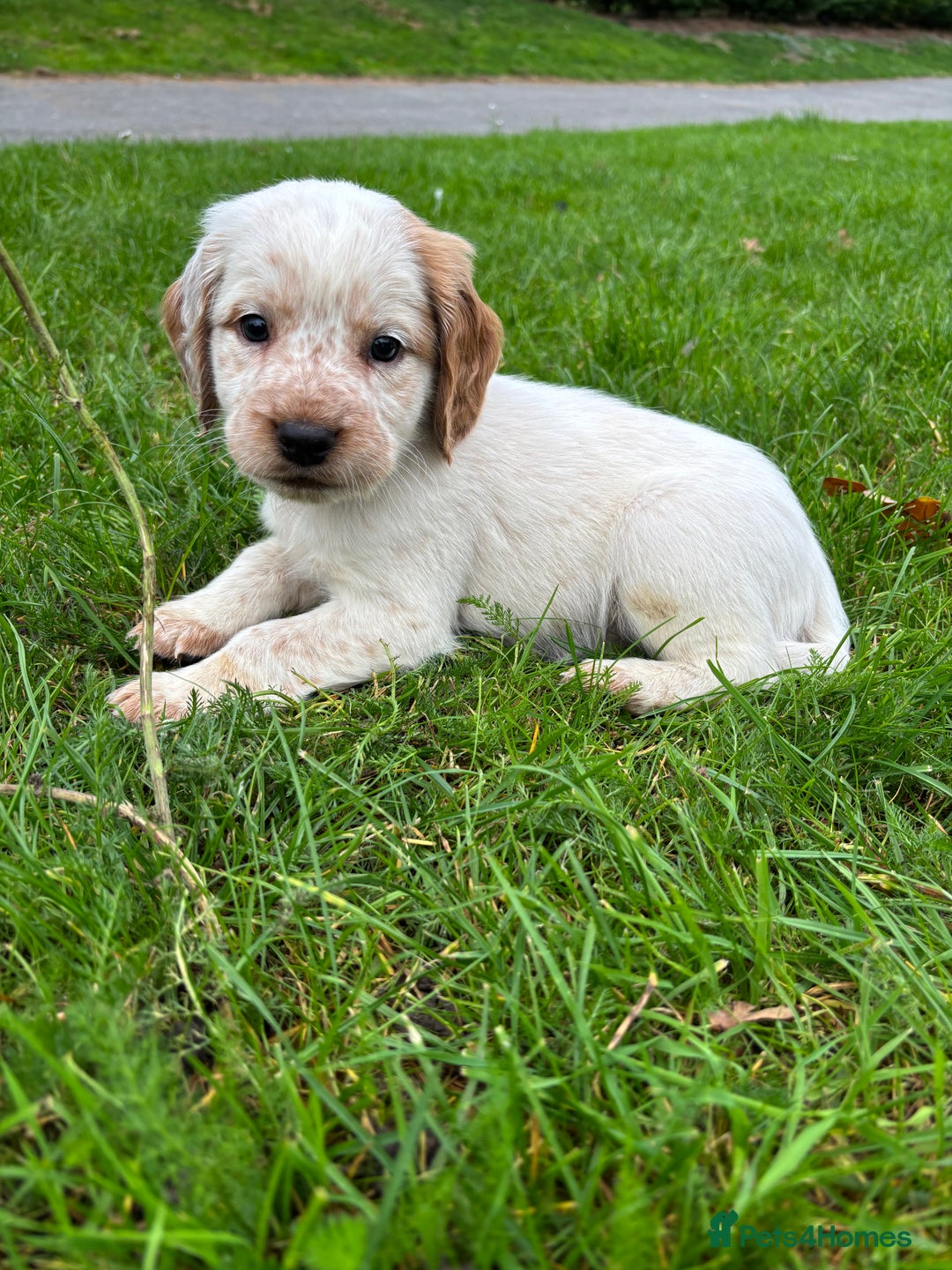 Sprocker dogs for sale: 🧡 Sprocker Puppies 💛 - Image 18