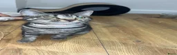 Mixed Breed cats for sale: Loving Female Cat Looking for a New Home in London - Advert 1
