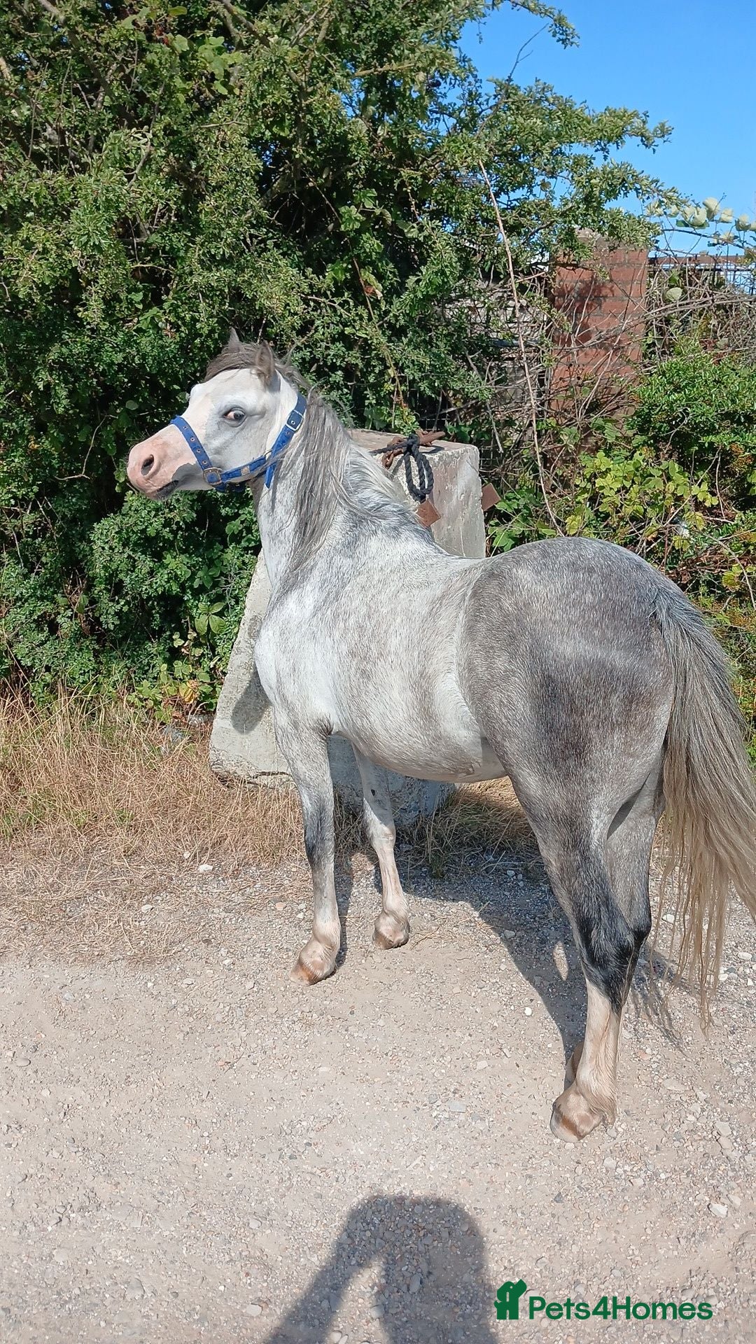 Welsh Section A horses Welsh section A gelding  - Advert 2