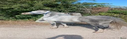 Welsh Section A horses for sale: Welsh section A gelding  - Advert 1