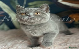 British Shorthair cats for sale: GCCF Registered British Shorthair kittens - Image 13