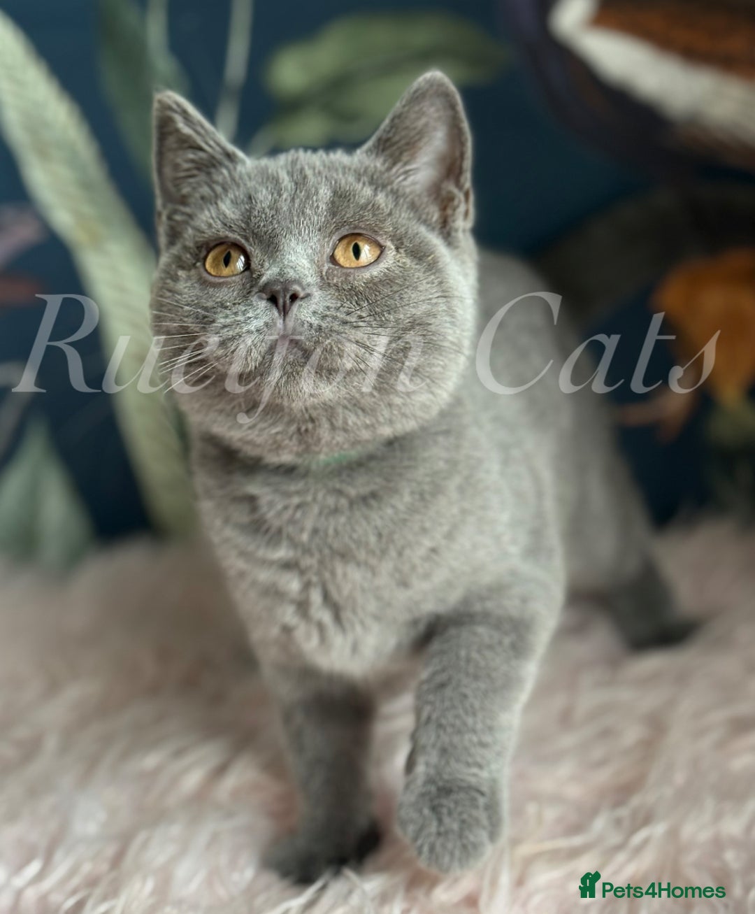 British Shorthair cats for sale: GCCF Registered British Shorthair kittens - Image 13