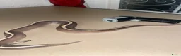 Python Snake reptiles for sale: 3 Ball Pythons for Sale in Rugeley - Advert 9