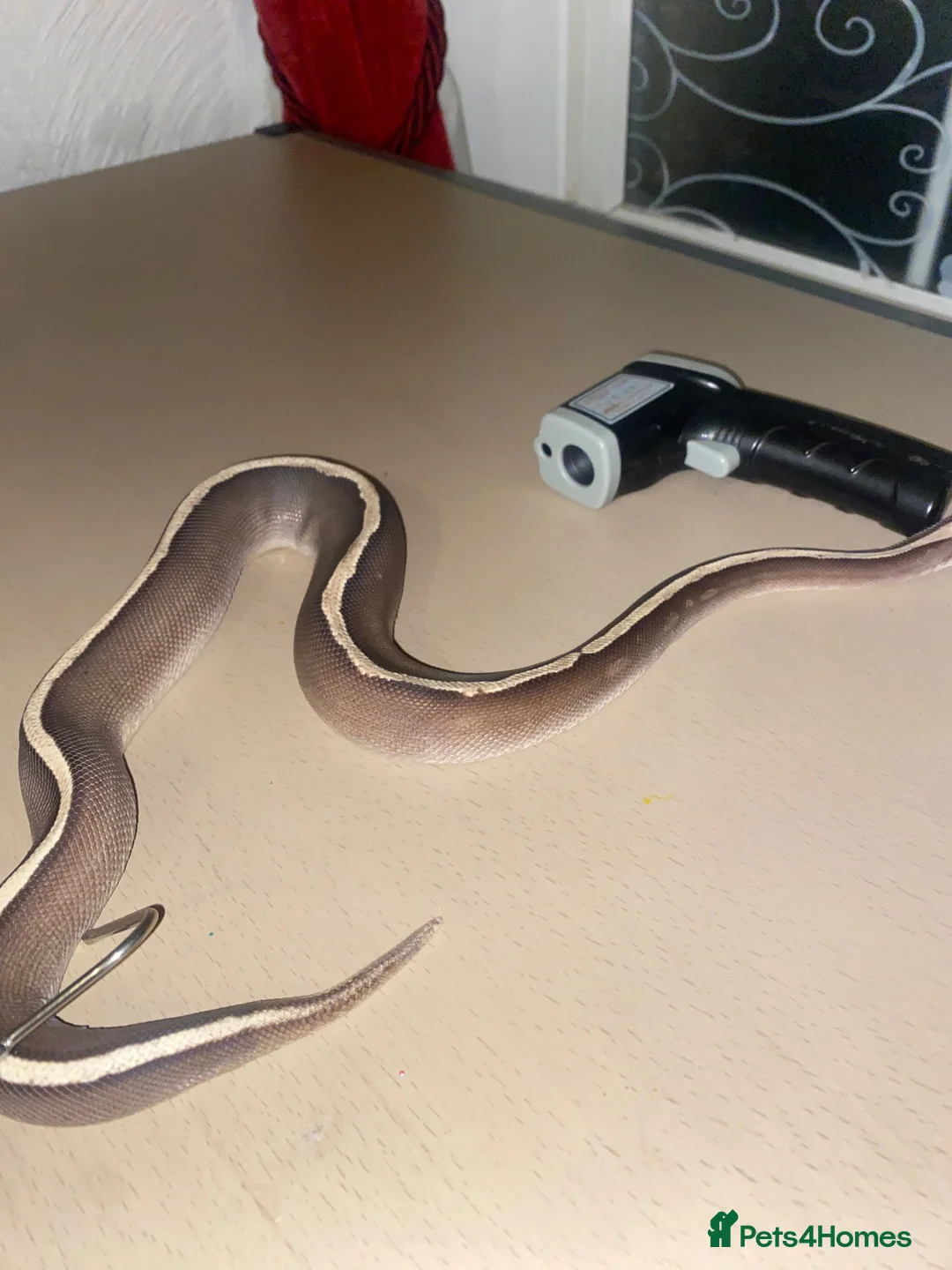 Python Snake reptiles for sale: 3 Ball Pythons for Sale in Rugeley - Advert 9