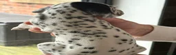 Dalmatian dogs for sale: Black and white puppies  - Advert 24