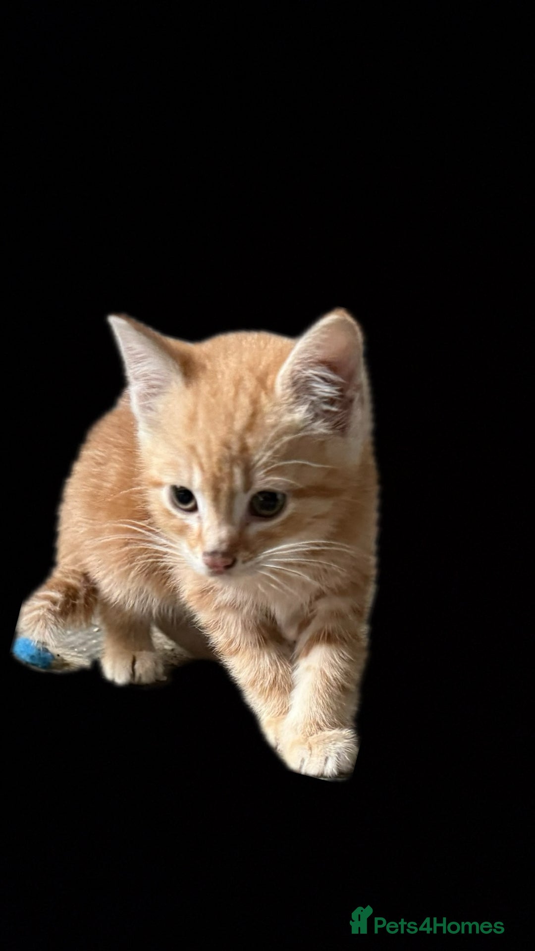 Mixed Breed cats for sale: kittens for sale  in Blackburn - Image 4