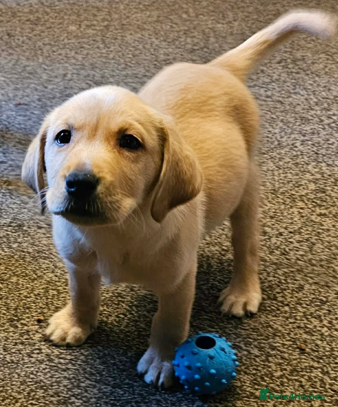 Labrador Retriever dogs for sale: 4 beautiful labrador puppies  - Advert 7