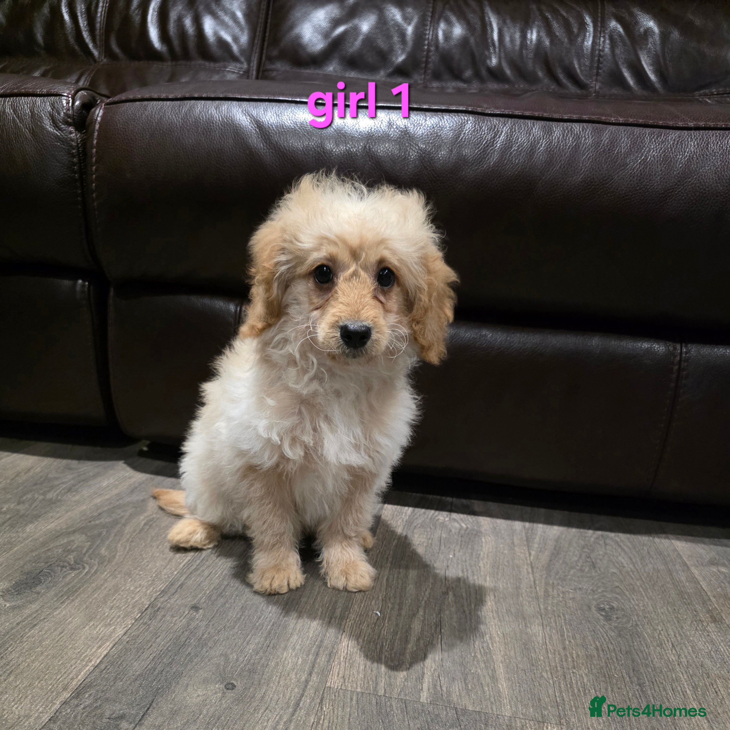 Cockapoo dogs Adorable cockapoo pups ready to go 🐾🐶 - Advert 6