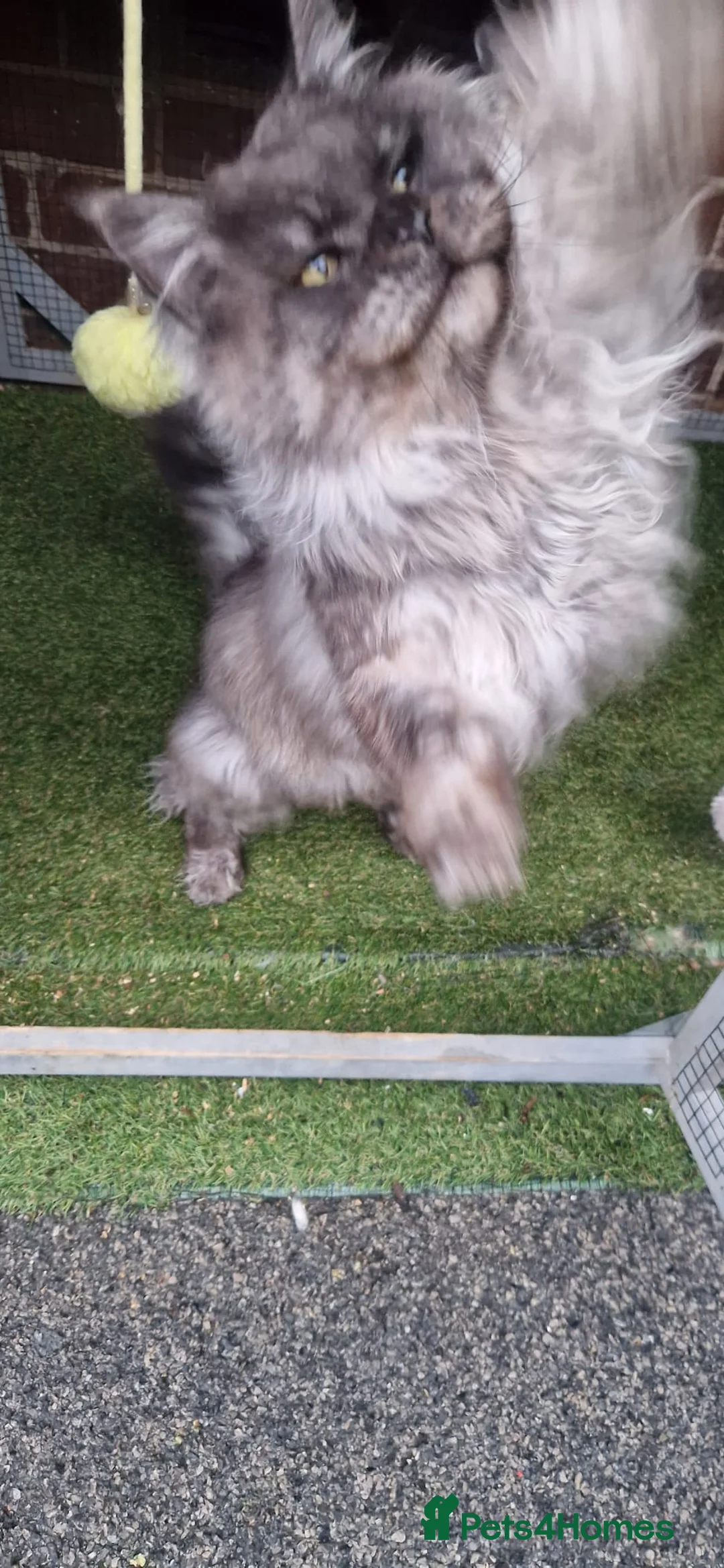 Maine Coon cats for sale: Beautiful Black Smoke Male - Advert 8