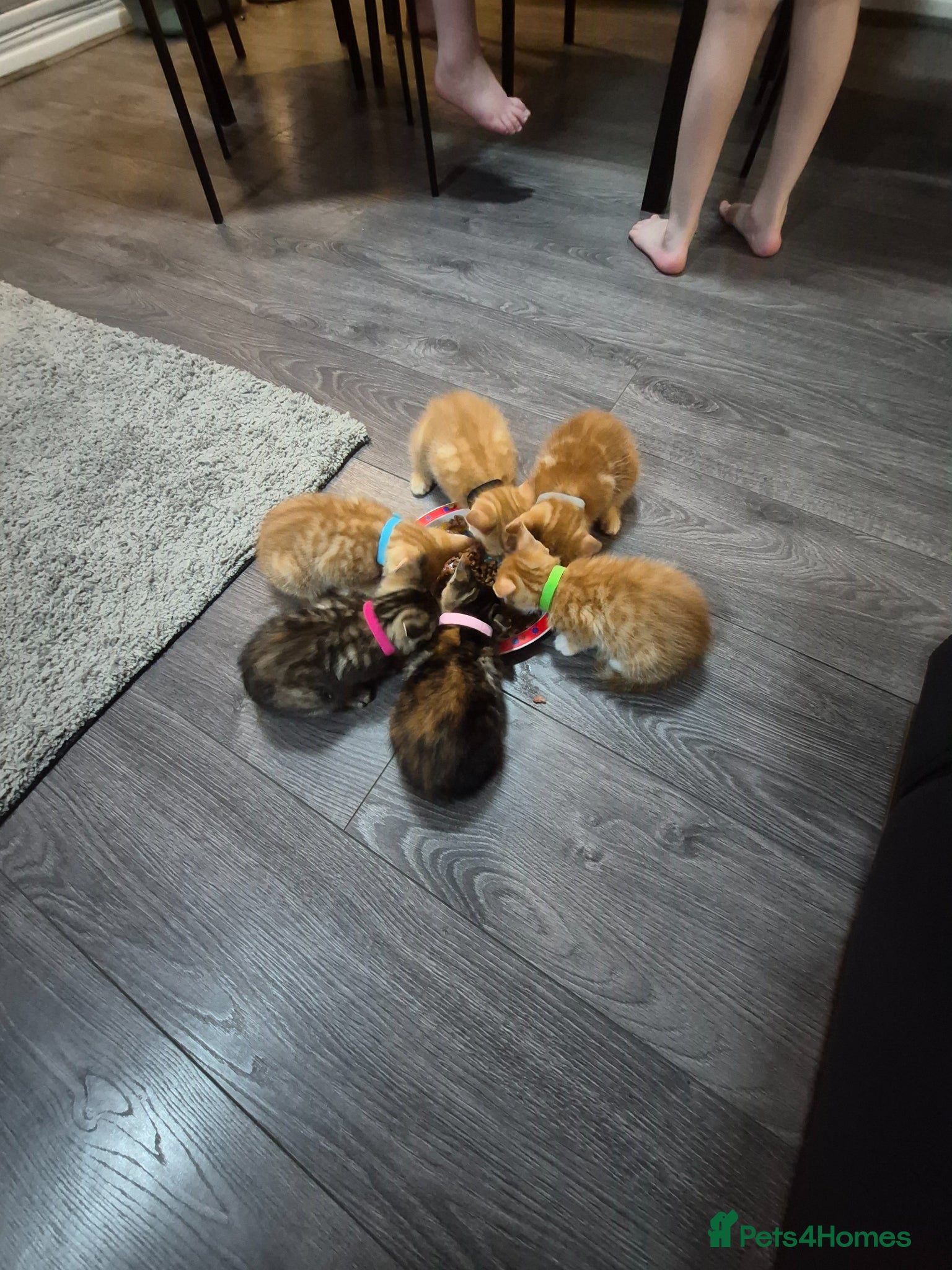Mixed Breed cats Beautiful kittens  - Advert 1