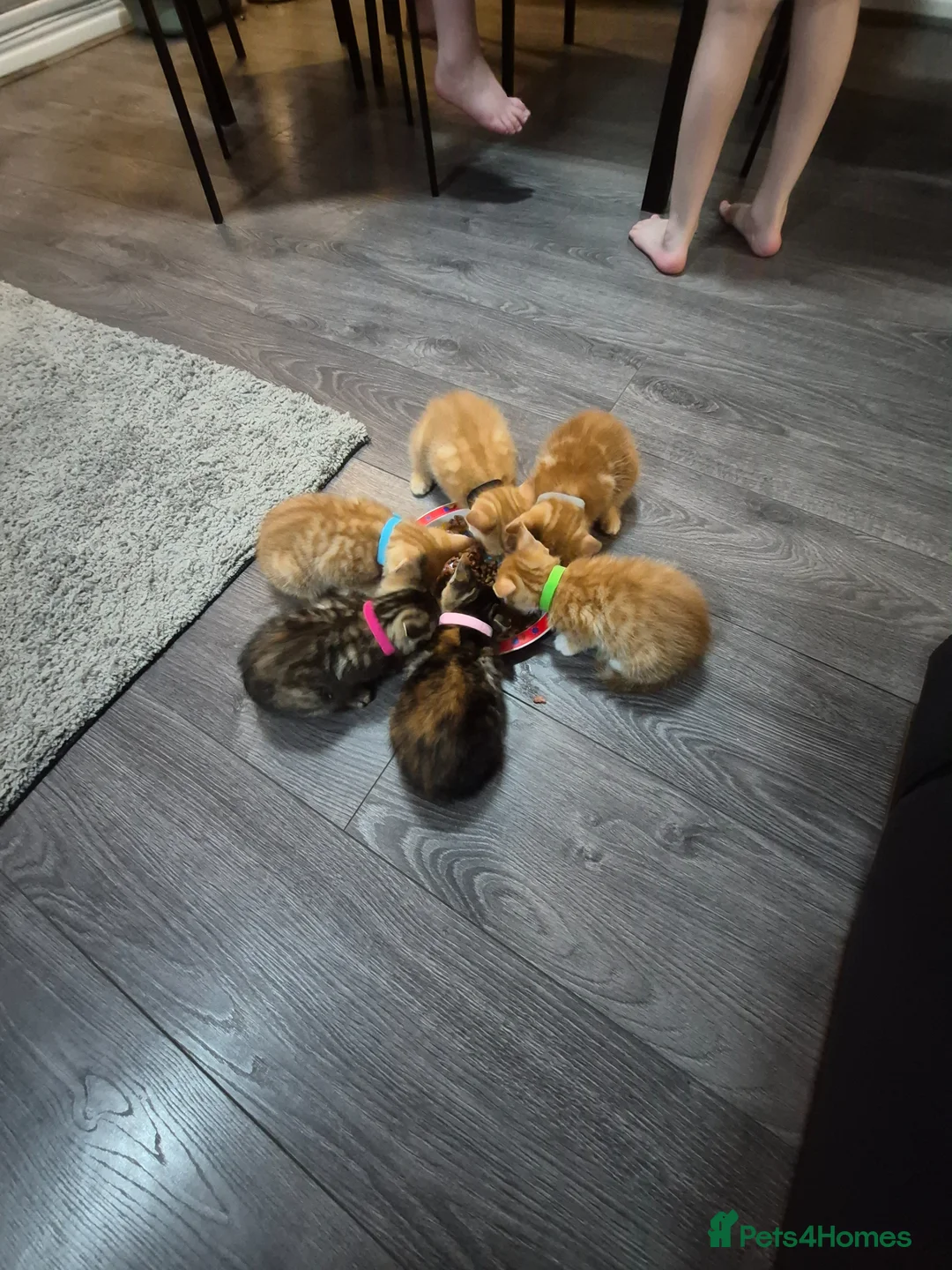 Mixed Breed cats for sale: Beautiful kittens  - Advert 1
