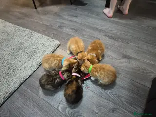Mixed Breed cats Beautiful kittens - Advert 2