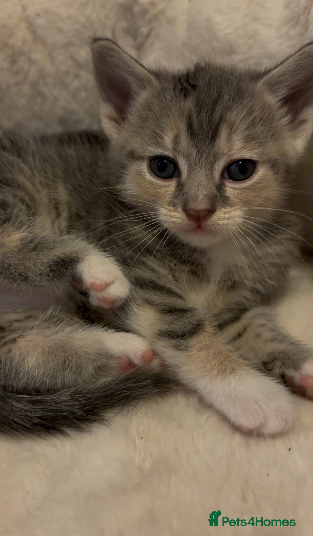 Scottish Fold cats for sale: Scottish Straight Kitten  - Advert 9