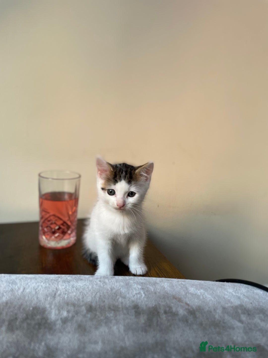 Turkish Van cats for sale: One male tri colour  - Image 15