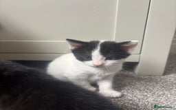 Mixed Breed cats for sale: 3 beautiful kittens  - Image 4