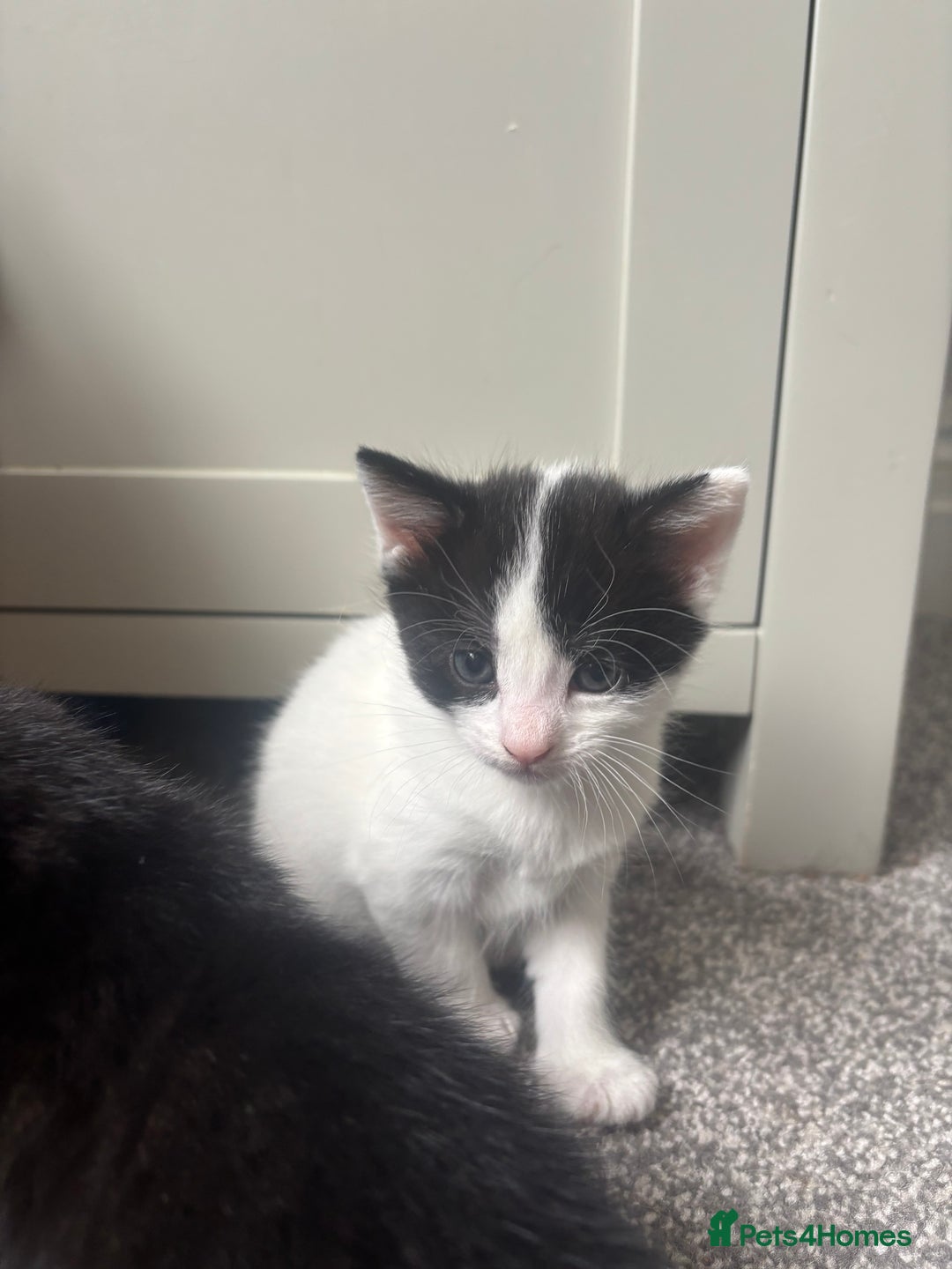 Mixed Breed cats for sale: 3 beautiful kittens  - Image 4