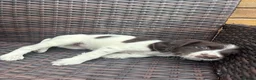 English Springer Spaniel dogs for sale: 2 MALES LEFT. English Springer Spaniel Puppies - Advert 18