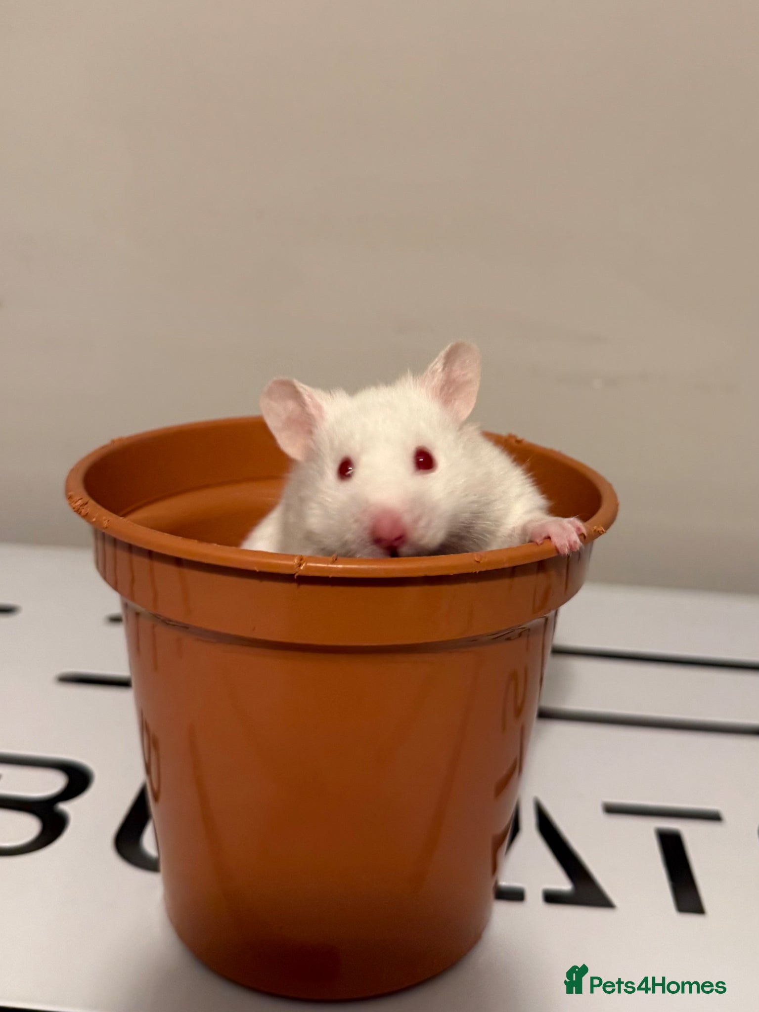 Hamster rodents for sale: Stunning White Syrian Hamster - Advert 1
