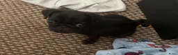 Pug dogs for sale: Pug male puppy  in Bishop Auckland - Advert 2
