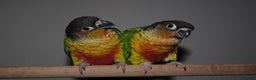 Parrots birds for sale: Parrots/ Parakeets Available  - Advert 33