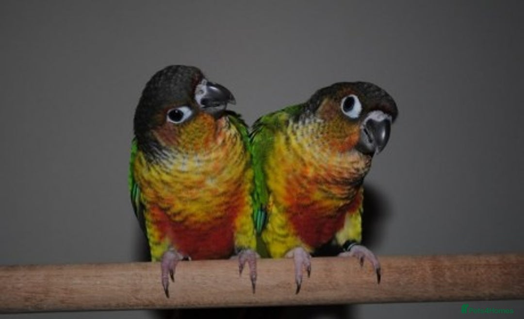 Parrots birds for sale: Parrots/ Parakeets Available  - Advert 33