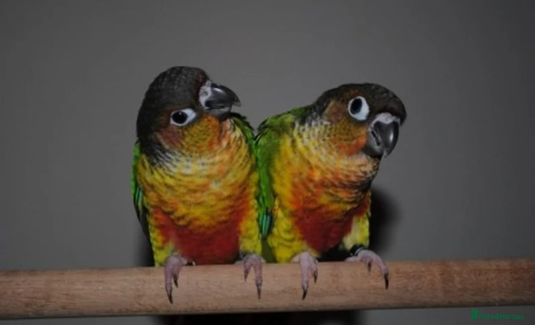 Parrots birds for sale: Parrots/ Parakeets Available  - Advert 33