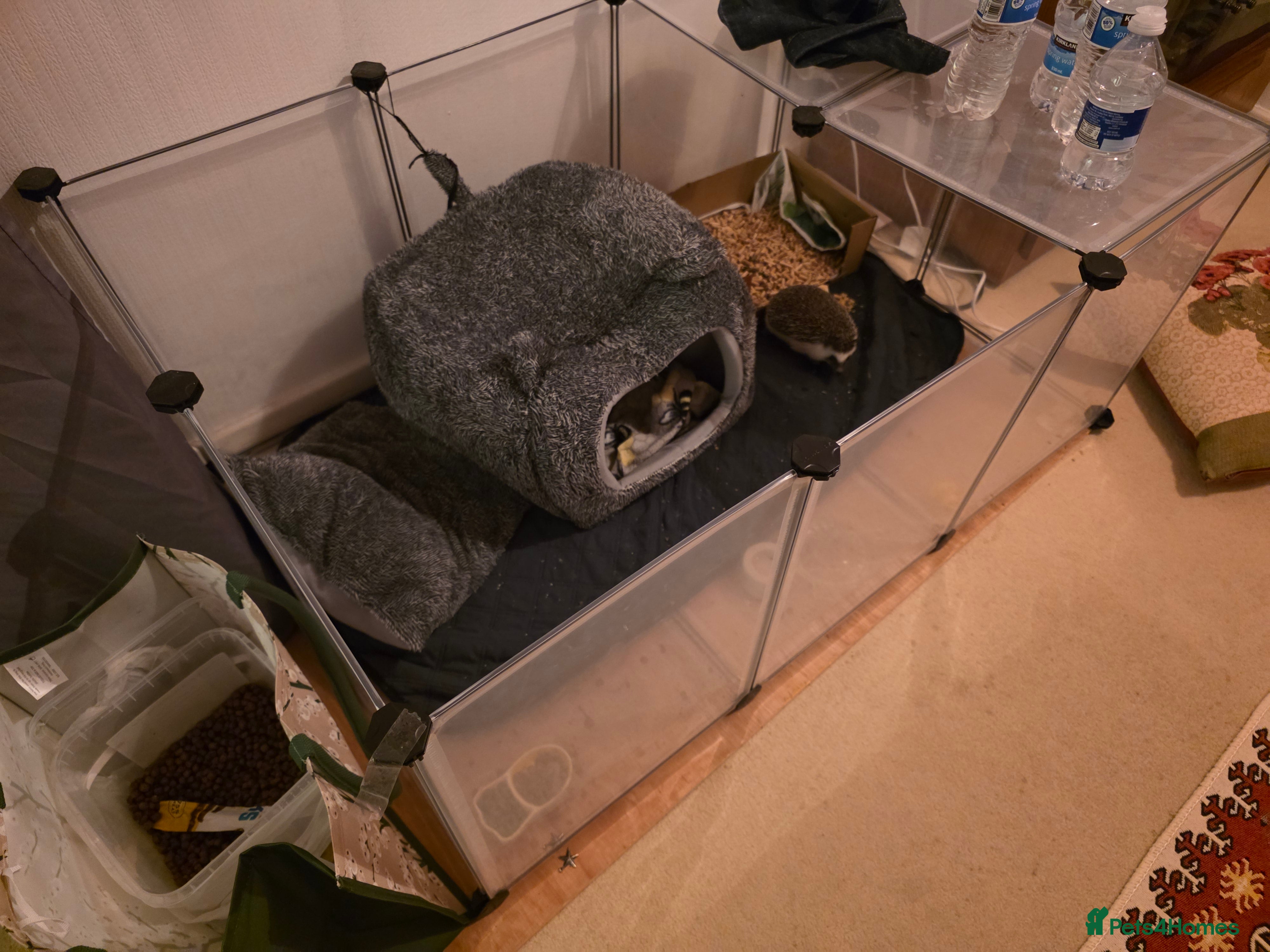 Pygmy Hedgehog rodents African Pygmy Hedgehog + Enclosure - Advert 1