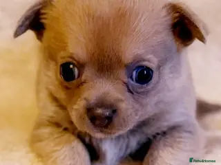 Chihuahua dogs Rare blue lilac miniature chihuahua - Advert 2