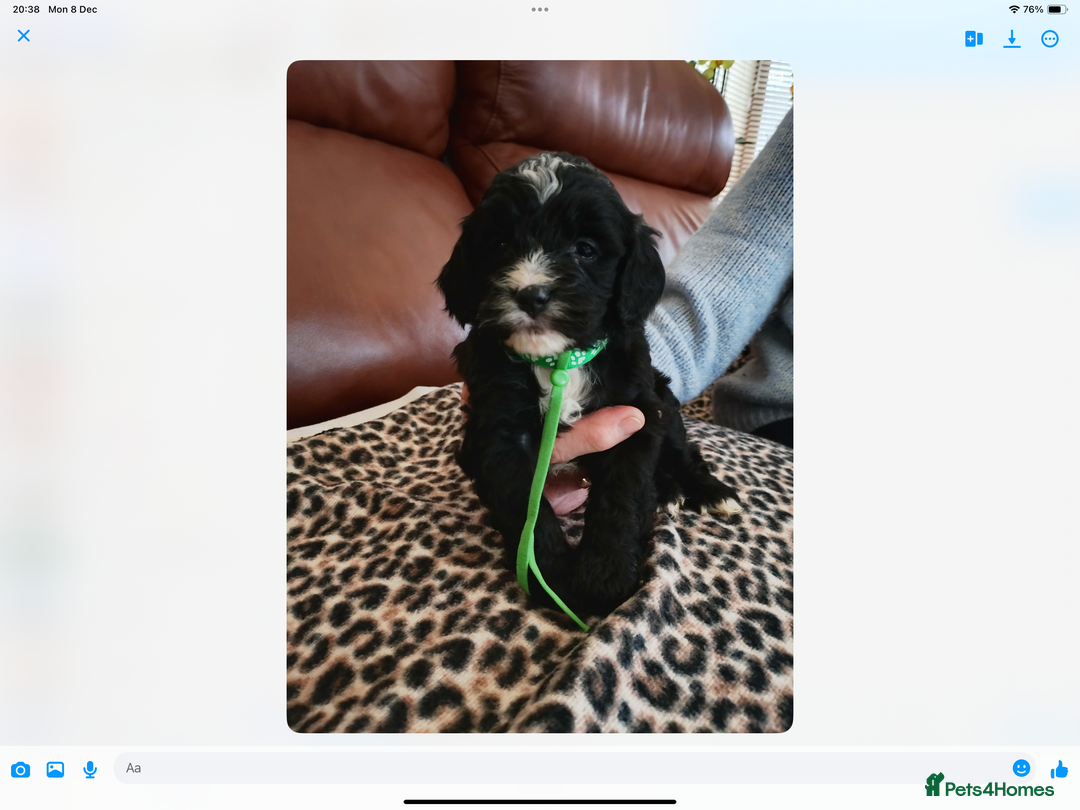 Mixed Breed dogs for sale: COCKALIERPOOS - Advert 12