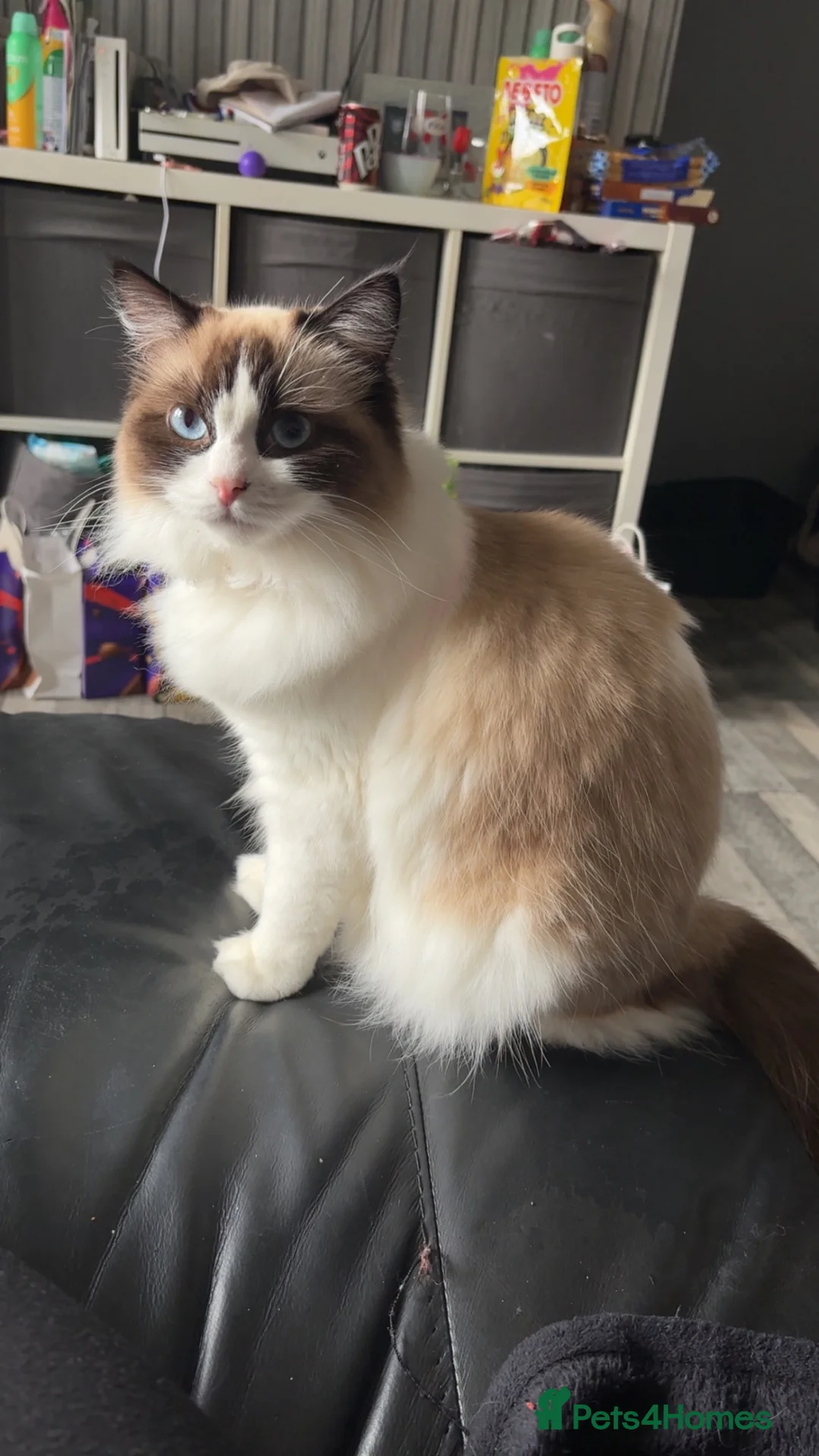 Ragdoll cats for sale: 1year old ragdoll girl in Sheffield - Advert 1