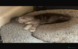 Persian cats for sale: Persian kittens - Image 3