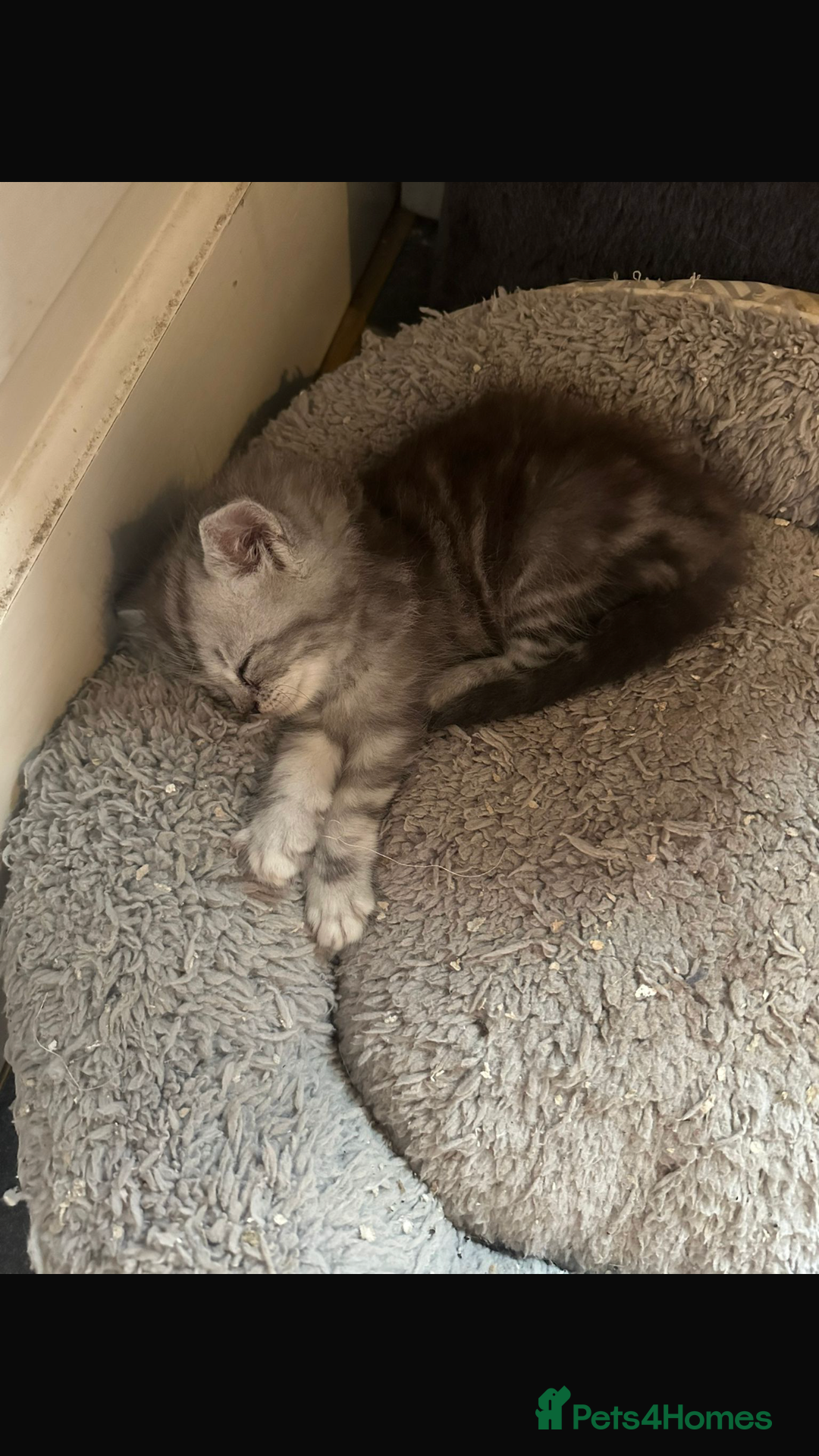 Persian cats for sale: Persian kittens - Image 3