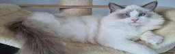 Ragdoll cats for sale: 💕Beautiful TICA Ragdolls Kittens 💕 - Advert 33
