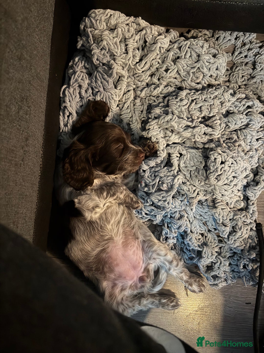 Cockapoo dogs for sale: F1b cockpoo puppies looking for forever homes.  - Advert 17