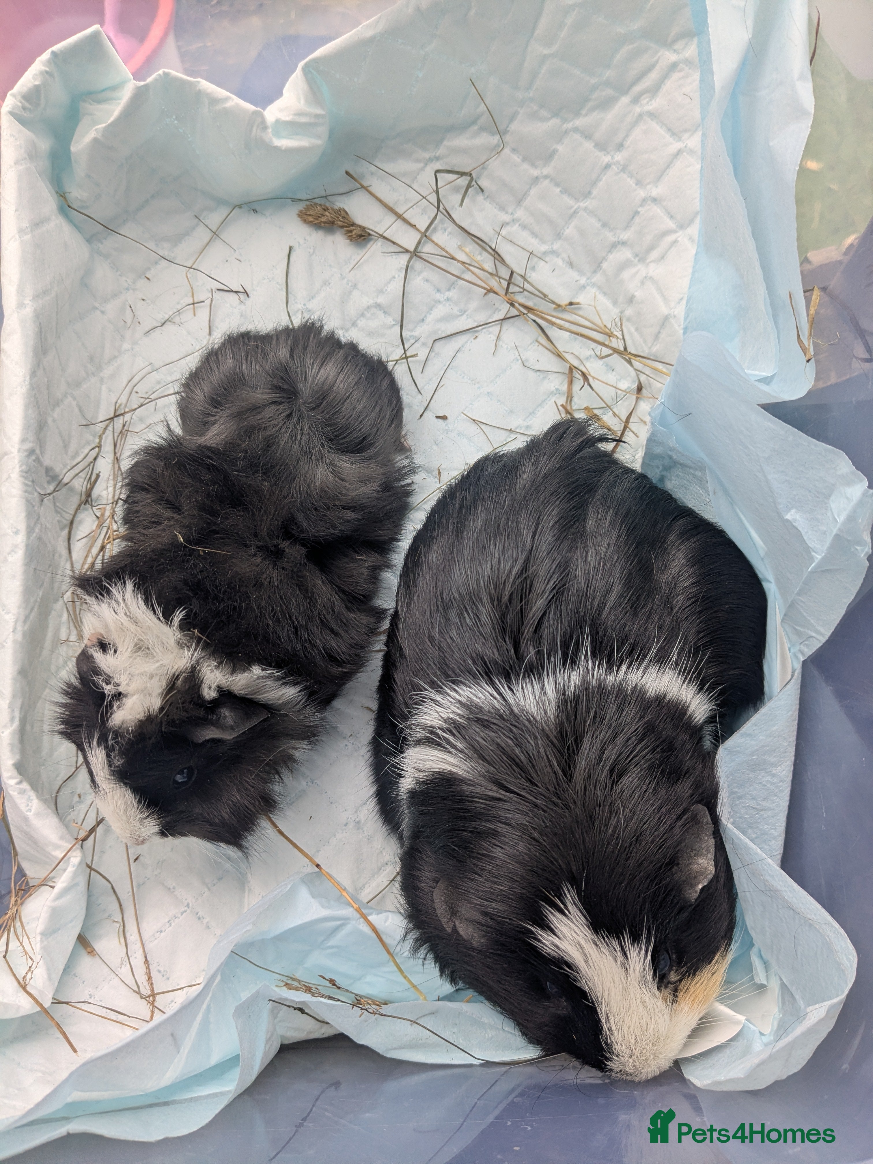 Guinea Pig rodents Young male and his son piggy - Advert 4