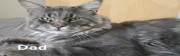 Maine Coon cats for sale: TICA REGISTERED GORGEOUS MAINE COONKITTENS - Advert 30