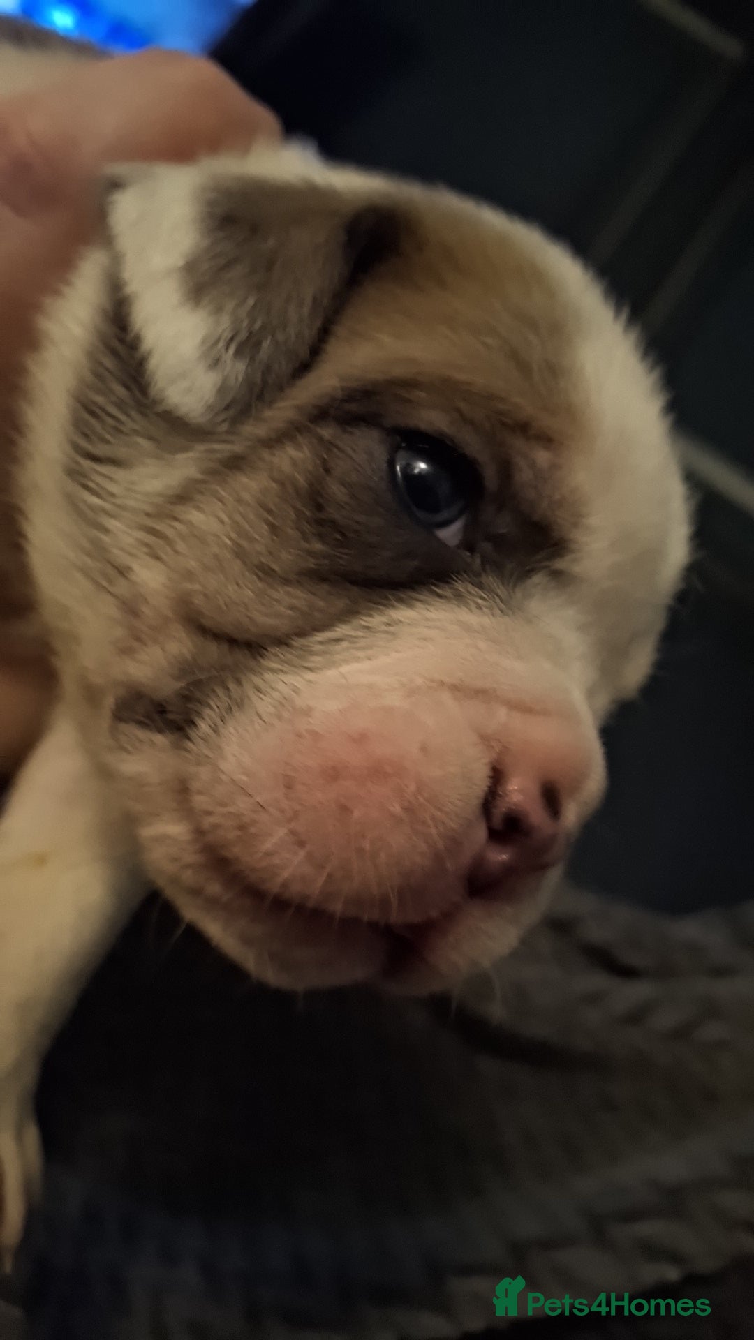 Mixed Breed dogs Old tyme x puppys  - Advert 10