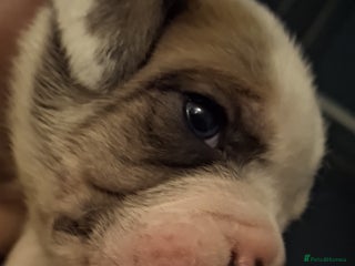 Mixed Breed dogs Old tyme x puppys - Advert 10