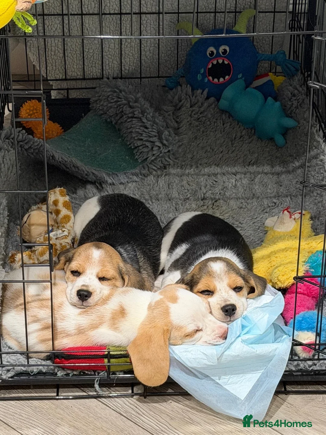 Beagle dogs for sale: Beautiful Beagle Girls  in Thetford - Advert 2