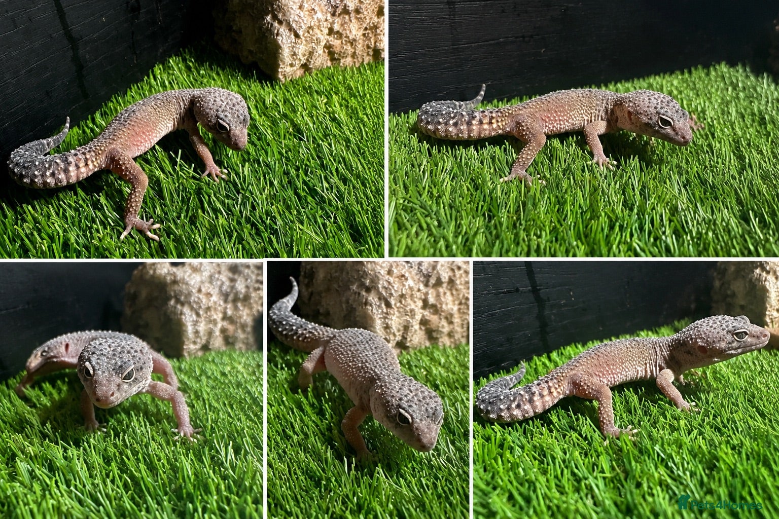 Leopard Gecko reptiles leopard hypo gecko  - Advert 2