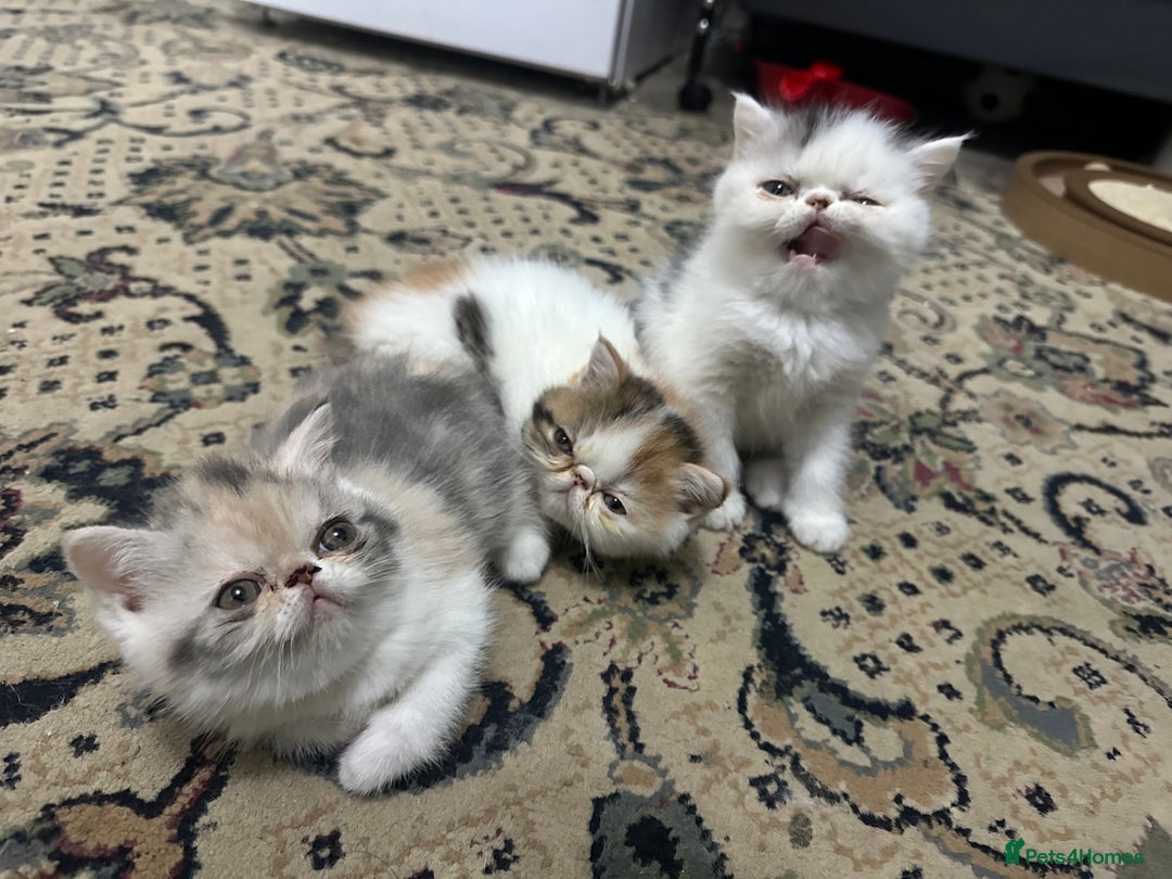 Exotic cats for sale: Lovely Exotic kittens ready to go - Advert 3