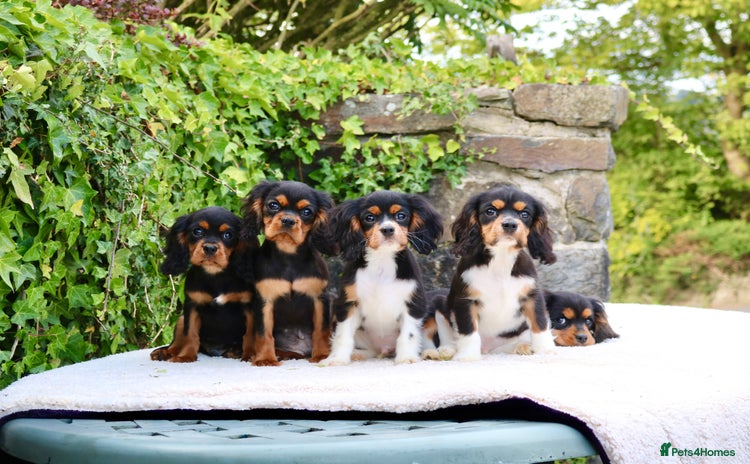 Cavalier King Charles Spaniel dogs - Advert 3