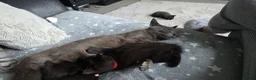 Mixed Breed cats for sale: Kittens looking for their forever homes - Advert 10
