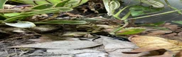 Frog reptiles for sale: Full Dart Frog Set Up With 1x Powder Blue in Newark - Advert 4