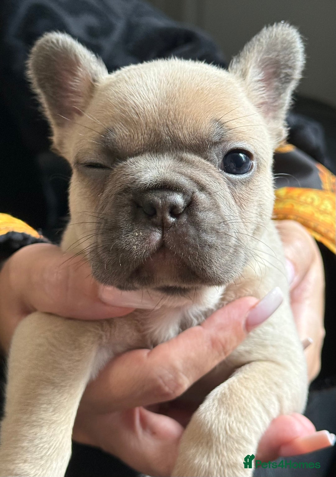 French Bulldog dogs for sale: Well bred French Bulldog Puppies  - Image 27