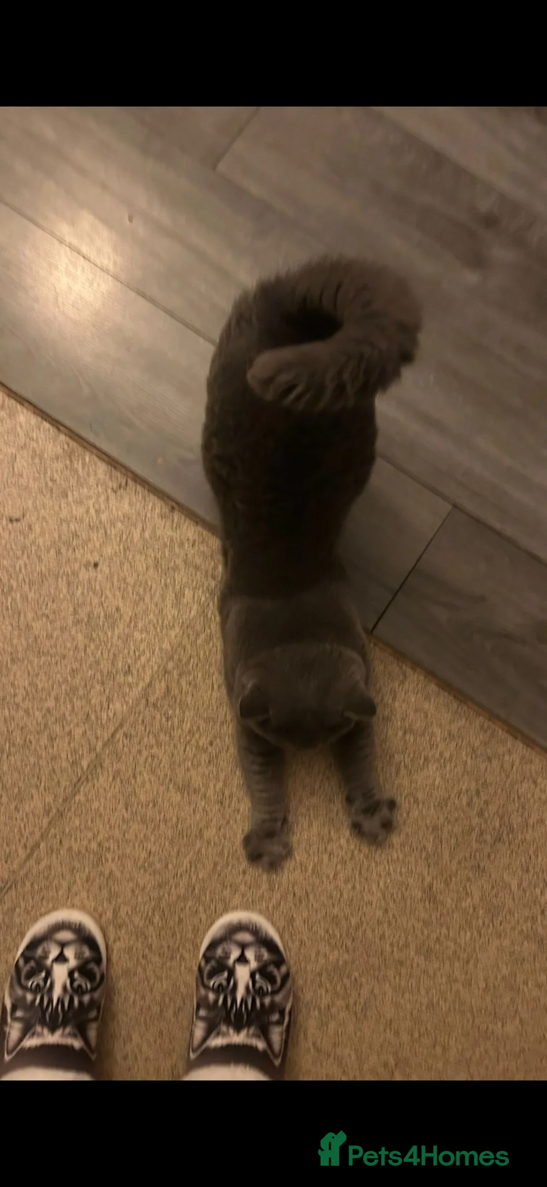 British Shorthair cats for stud: Stud Pedigree Actice Available, Friendly Gentle - Advert 10