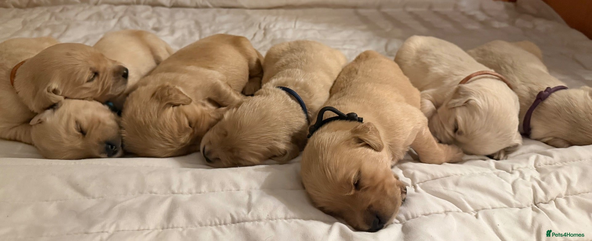 Golden Retriever dogs Exceptionally bred golden Retriever Puppies - Advert 8