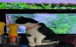 British Longhair cats for sale: Tuxedo Domestic Shorthair & Blue longhair - Image 1