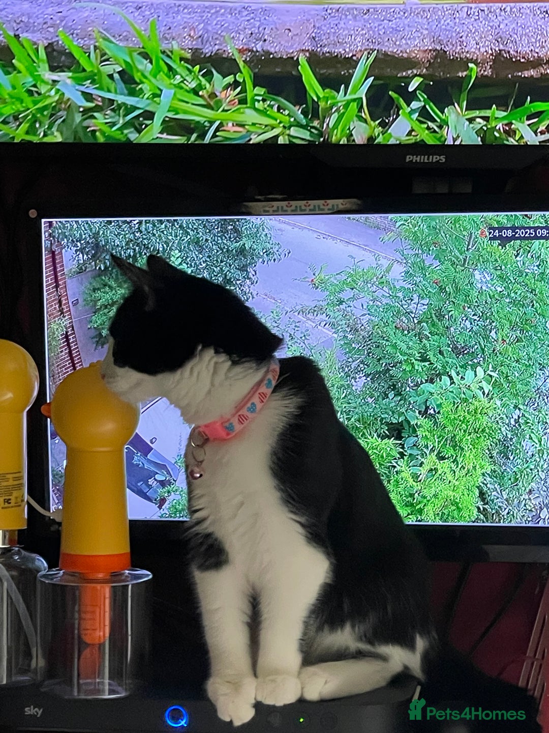 British Longhair cats for sale: Tuxedo Domestic Shorthair & Blue longhair - Image 1