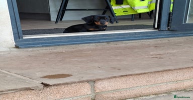 Dachshund dogs - Advert 2